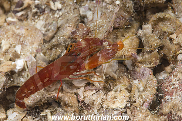 Alpheidae, Baja California, Crustacea, Crustacean, Decapoda, Isla Ballena, Isla Espiritu Santo, La Paz, Mexico, Pacific ocean, Sea of Cortez, Shrimp, Snapping Shrimp, Unidentified