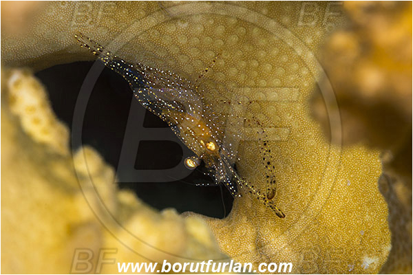 Baja California, Crustacea, Crustacean, Decapoda, Isla Ballena, Isla Espiritu Santo, La Paz, Mexico, Pacific ocean, Sea of Cortez, Shrimp, Unidentified