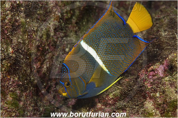 Angelfish, Baja California, Fish, Holacanthus, Holacanthus passer, Isla Ballena, Isla Espiritu Santo, King angelfish, La Paz, Mexico, Pacific ocean, Pomacanthidae, Sea of Cortez