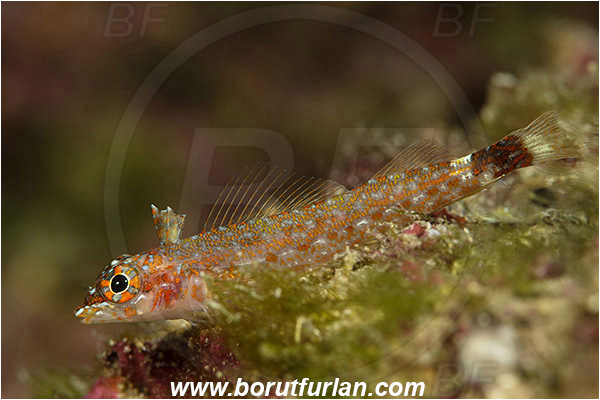 Baja California, Crocodilichthys, Crocodilichthys gracilis, Fish, Isla Ballena, Isla Espiritu Santo, La Paz, Lizard triplefin, Mexico, Pacific ocean, Sea of Cortez, Triplefin, Tripterygiidae