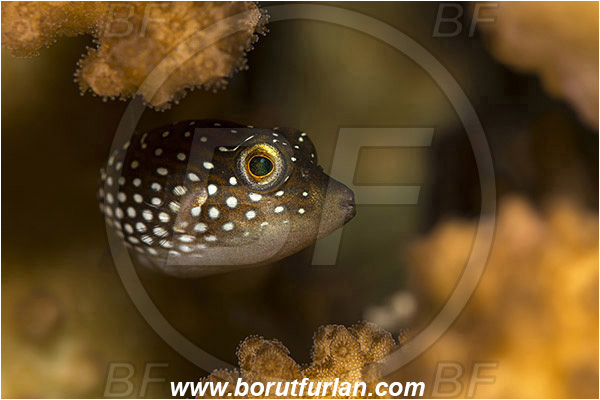 Baja California, Canthigaster, Canthigaster punctatissima, Fish, Isla Ballena, Isla Espiritu Santo, La Paz, Mexico, Pacific ocean, Puffer, Sea of Cortez, Spotted sharpnose puffer, Tetraodontidae