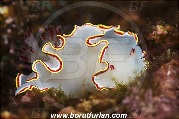 Baja California, Chromodorididae, Doriprismatica, Doriprismatica sedna, Gastropoda, Isla Ballena, Isla Espiritu Santo, La Paz, Mexico, Mollusc, Mollusca, Nudibranch, Pacific ocean, Sea slug, Sedna nudibranch