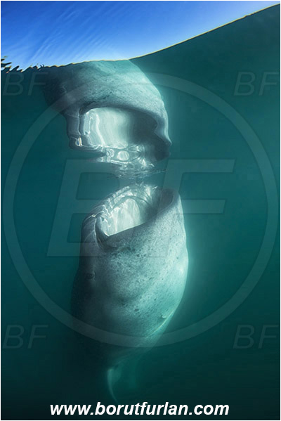 Bahia La Paz, Baja California, Elasmobranchii, Fish, Mexico, Pacific ocean, Reflection, Rhincodon, Rhincodon typus, Rhincodontidae, Sea of Cortez, Shark, Whale shark