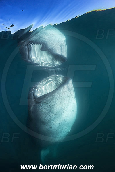 Bahia La Paz, Baja California, Elasmobranchii, Fish, Mexico, Pacific ocean, Reflection, Rhincodon, Rhincodon typus, Rhincodontidae, Sea of Cortez, Shark, Whale shark