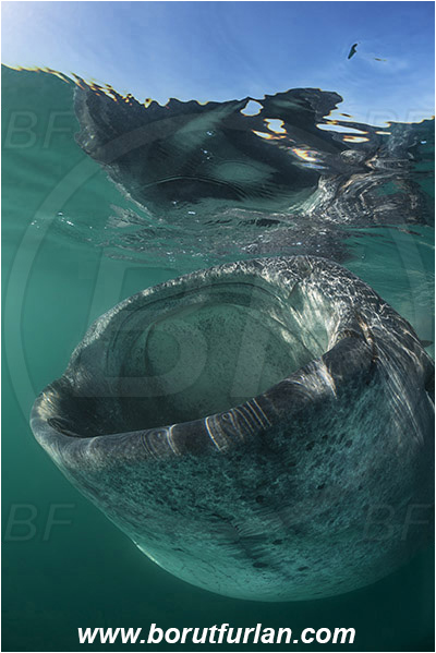 Bahia La Paz, Baja California, Elasmobranchii, Fish, Mexico, Pacific ocean, Reflection, Rhincodon, Rhincodon typus, Rhincodontidae, Sea of Cortez, Shark, Whale shark