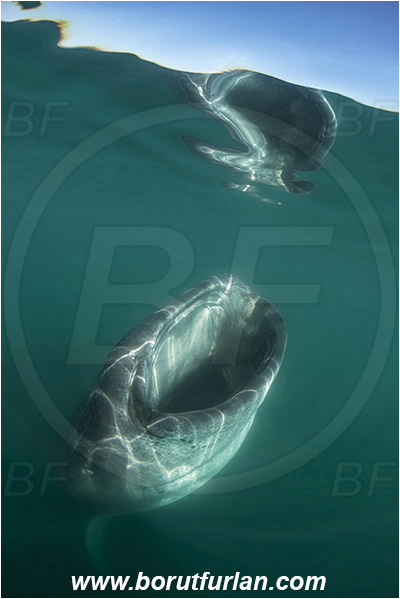 Bahia La Paz, Baja California, Elasmobranchii, Fish, Mexico, Pacific ocean, Reflection, Rhincodon, Rhincodon typus, Rhincodontidae, Sea of Cortez, Shark, Whale shark