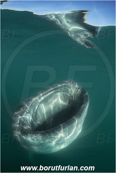 Bahia La Paz, Baja California, Elasmobranchii, Fish, Mexico, Pacific ocean, Reflection, Rhincodon, Rhincodon typus, Rhincodontidae, Sea of Cortez, Shark, Whale shark