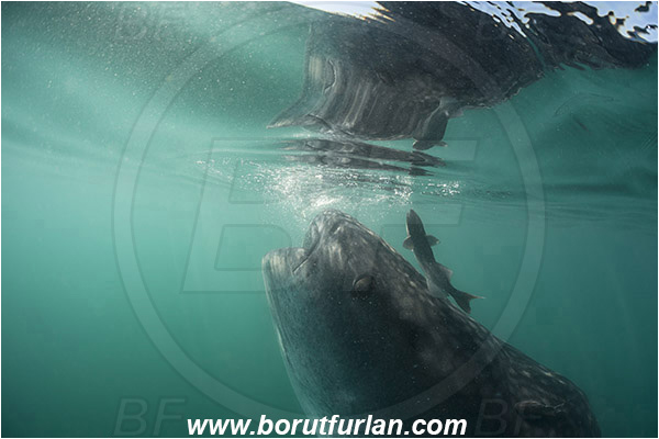 Bahia La Paz, Baja California, Elasmobranchii, Fish, Mexico, Pacific ocean, Reflection, Rhincodon, Rhincodon typus, Rhincodontidae, Sea of Cortez, Shark, Whale shark