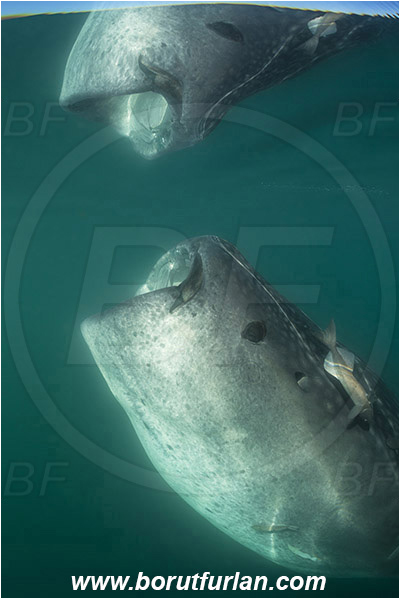 Bahia La Paz, Baja California, Elasmobranchii, Fish, Mexico, Pacific ocean, Reflection, Rhincodon, Rhincodon typus, Rhincodontidae, Sea of Cortez, Shark, Whale shark