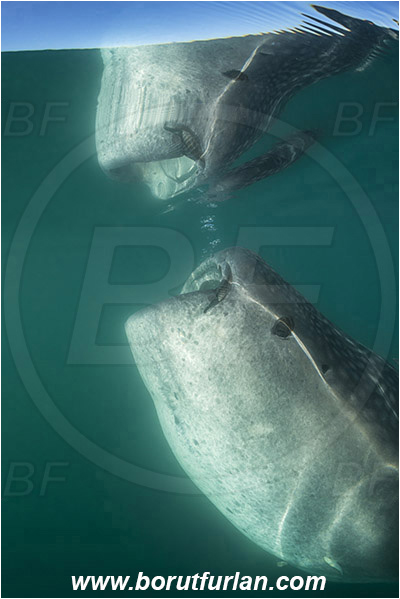 Bahia La Paz, Baja California, Elasmobranchii, Fish, Mexico, Pacific ocean, Reflection, Rhincodon, Rhincodon typus, Rhincodontidae, Sea of Cortez, Shark, Whale shark