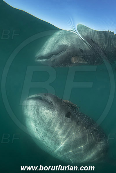 Bahia La Paz, Baja California, Elasmobranchii, Fish, Mexico, Pacific ocean, Reflection, Rhincodon, Rhincodon typus, Rhincodontidae, Sea of Cortez, Shark, Whale shark