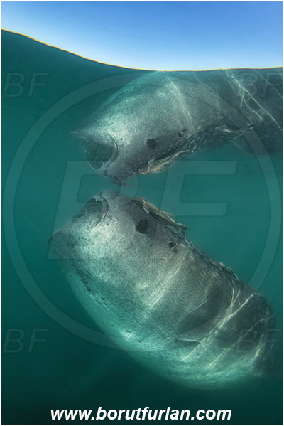 Bahia La Paz, Baja California, Elasmobranchii, Fish, Mexico, Pacific ocean, Reflection, Rhincodon, Rhincodon typus, Rhincodontidae, Sea of Cortez, Shark, Whale shark