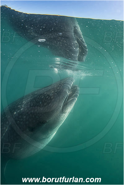 Bahia La Paz, Baja California, Elasmobranchii, Fish, Mexico, Pacific ocean, Reflection, Rhincodon, Rhincodon typus, Rhincodontidae, Sea of Cortez, Shark, Whale shark