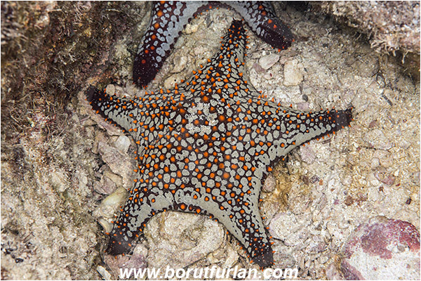 Asteroidea, Baja California, Echinoderm, Echinodermata, Isla Espiritu Santo, La Paz, Mexico, Oreasteridae, Pacific ocean, Panamic Cushion Starfish, Pentaceraster, Pentaceraster cumingi, Sea of Cortez, Starfish