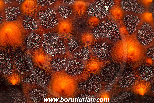 Abstract, Asteroidea, Baja California, Echinoderm, Echinodermata, Isla Espiritu Santo, La Paz, Mexico, Oreasteridae, Pacific ocean, Panamic Cushion Starfish, Pentaceraster, Pentaceraster cumingi, Sea of Cortez, Starfish