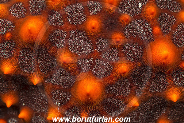 Abstract, Asteroidea, Baja California, Echinoderm, Echinodermata, Isla Espiritu Santo, La Paz, Mexico, Oreasteridae, Pacific ocean, Panamic Cushion Starfish, Pentaceraster, Pentaceraster cumingi, Sea of Cortez, Starfish