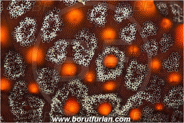 Abstract, Asteroidea, Baja California, Echinoderm, Echinodermata, Isla Espiritu Santo, La Paz, Mexico, Oreasteridae, Pacific ocean, Panamic Cushion Starfish, Pentaceraster, Pentaceraster cumingi, Sea of Cortez, Starfish