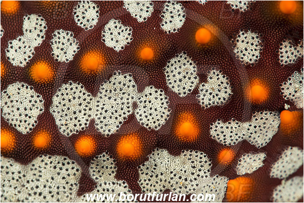 Abstract, Asteroidea, Baja California, Echinoderm, Echinodermata, Isla Espiritu Santo, La Paz, Mexico, Oreasteridae, Pacific ocean, Panamic Cushion Starfish, Pentaceraster, Pentaceraster cumingi, Sea of Cortez, Starfish