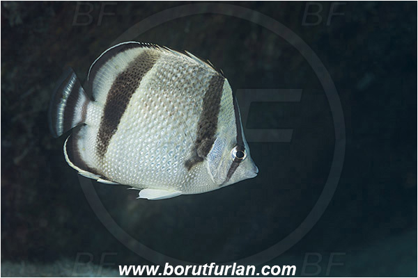 Baja California, Butterflyfish, Chaetodon, Chaetodon humeralis, Chaetodontidae, Fish, Isla Espiritu Santo, La Paz, Mexico, Pacific ocean, Sea of Cortez, Threebanded butterflyfish