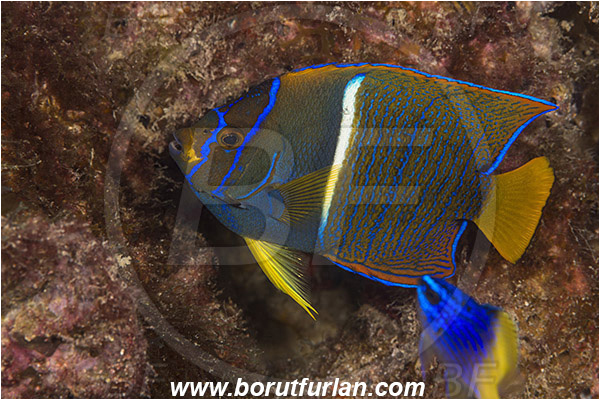 Angelfish, Baja California, Fish, Holacanthus, Holacanthus passer, Isla Espiritu Santo, King angelfish, La Paz, Mexico, Pacific ocean, Pomacanthidae, Sea of Cortez