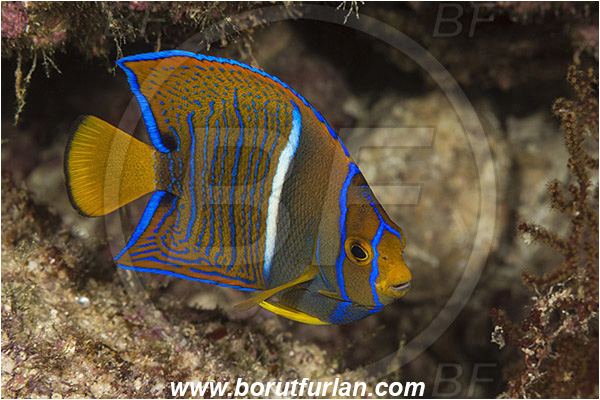 Angelfish, Baja California, Fish, Holacanthus, Holacanthus passer, Isla Espiritu Santo, King angelfish, La Paz, Mexico, Pacific ocean, Pomacanthidae, Sea of Cortez