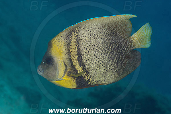 Angelfish, Baja California, Cortez angelfish, Fish, Isla Espiritu Santo, La Paz, Mexico, Pacific ocean, Pomacanthidae, Pomacanthus, Pomacanthus zonipectus, Sea of Cortez