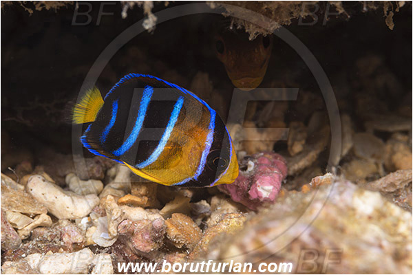 Angelfish, Baja California, Fang Ming wreck, Fish, Holacanthus, Holacanthus passer, Isla Espiritu Santo, Juvenile, King angelfish, La Paz, Mexico, Pacific ocean, Pomacanthidae, Sea of Cortez