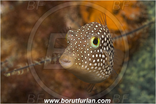 Baja California, Canthigaster, Canthigaster punctatissima, Fang Ming wreck, Fish, Isla Espiritu Santo, La Paz, Mexico, Pacific ocean, Puffer, Sea of Cortez, Spotted sharpnose puffer, Tetraodontidae