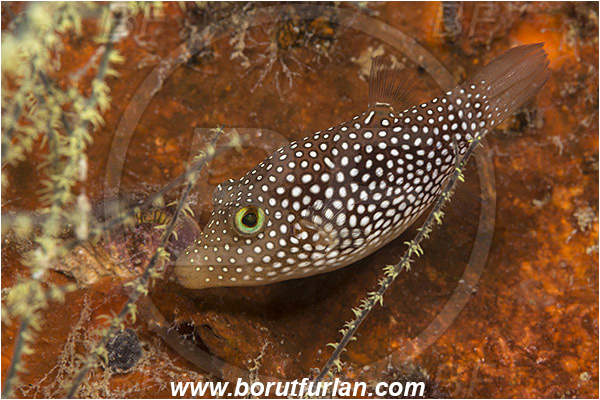 Baja California, Canthigaster, Canthigaster punctatissima, Fang Ming wreck, Fish, Isla Espiritu Santo, La Paz, Mexico, Pacific ocean, Puffer, Sea of Cortez, Spotted sharpnose puffer, Tetraodontidae