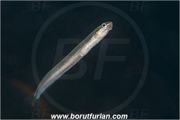 Baja California, Blenniidae, Blenny, Fang Ming wreck, Fish, Isla Espiritu Santo, La Paz, Mexico, Pacific ocean, Plagiotremus, Plagiotremus azaleus, Sabertooth blenny, Sea of Cortez