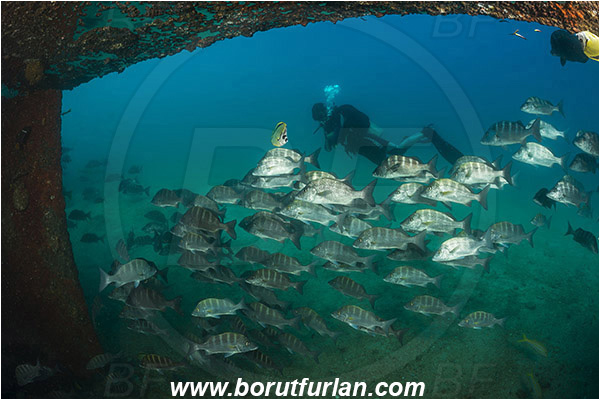 Baja California, Diver, Fish, Fish school, Greybar grunt, Grunt, Haemulidae, Haemulon, Haemulon sexfasciatum, La Paz, Mexico, Pacific ocean, Salvatierra wreck, Sea of Cortez, Wreck