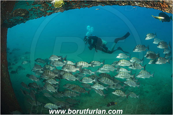 Baja California, Diver, Fish, Fish school, Greybar grunt, Grunt, Haemulidae, Haemulon, Haemulon sexfasciatum, La Paz, Mexico, Pacific ocean, Salvatierra wreck, Sea of Cortez, Wreck