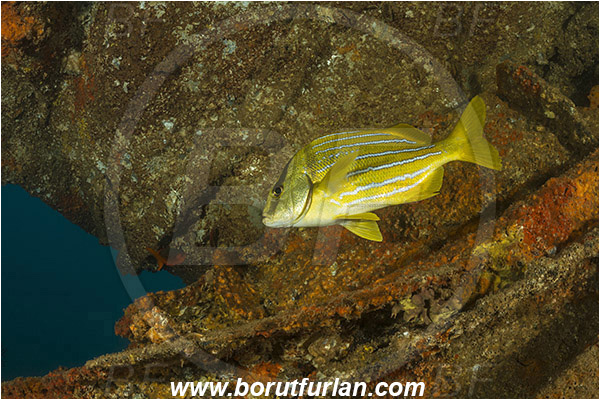 Anisotremus, Anisotremus taeniatus, Baja California, Fish, Grunt, Haemulidae, La Paz, Mexico, Pacific ocean, Panamic Porkfish, Salvatierra wreck, Sea of Cortez, Wreck