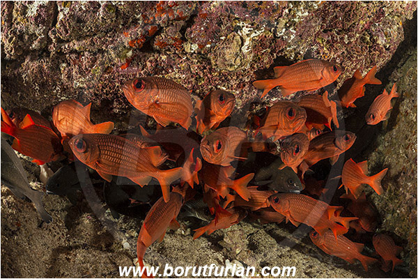 Baja California, Fish, Fish school, Holocentridae, Isla Espiritu Santo, La Paz, Mexico, Myripristis, Myripristis leiognathus, Pacific ocean, Panamic soldierfish, Sea of Cortez, Soldierfish