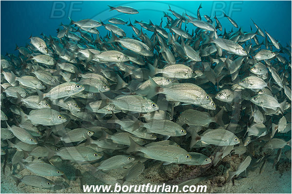 Baja California, Fish, Fish school, Grunt, Haemulidae, Haemulon, Haemulon maculicauda, Isla Espiritu Santo, La Paz, Mexico, Pacific ocean, Sea of Cortez, Spottail grunt