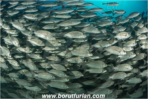 Baja California, Fish, Fish school, Grunt, Haemulidae, Haemulon, Haemulon maculicauda, Isla Espiritu Santo, La Paz, Mexico, Pacific ocean, Sea of Cortez, Spottail grunt