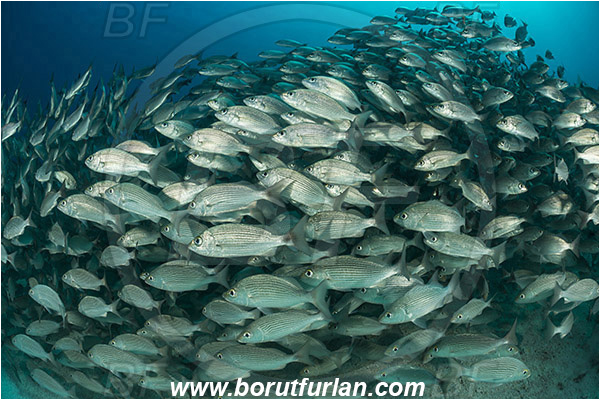 Baja California, Fish, Fish school, Grunt, Haemulidae, Haemulon, Haemulon maculicauda, Isla Espiritu Santo, La Paz, Mexico, Pacific ocean, Sea of Cortez, Spottail grunt