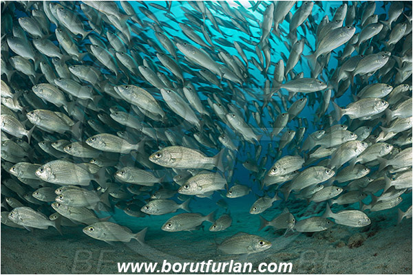 Baja California, Fish, Fish school, Grunt, Haemulidae, Haemulon, Haemulon maculicauda, Isla Espiritu Santo, La Paz, Mexico, Pacific ocean, Sea of Cortez, Spottail grunt
