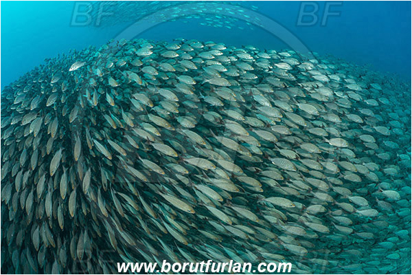 Baja California, Fish, Fish school, Grunt, Haemulidae, Haemulon, Haemulon maculicauda, Isla Espiritu Santo, La Paz, Mexico, Pacific ocean, Sea of Cortez, Spottail grunt