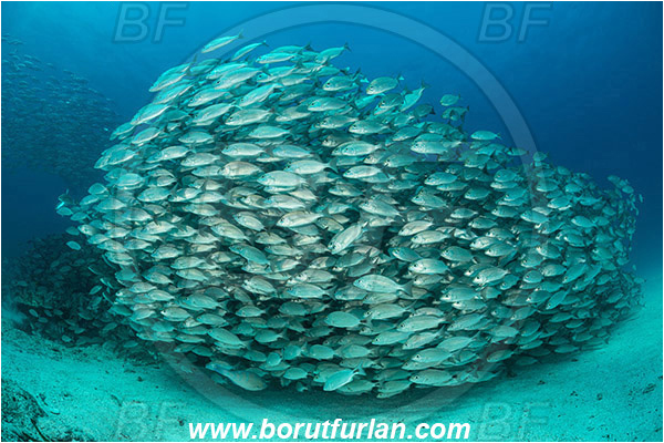 Baja California, Fish, Fish school, Grunt, Haemulidae, Haemulon, Haemulon maculicauda, Isla Espiritu Santo, La Paz, Mexico, Pacific ocean, Sea of Cortez, Spottail grunt