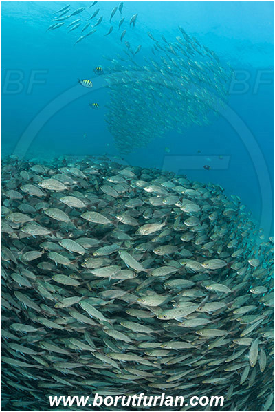 Baja California, Fish, Fish school, Grunt, Haemulidae, Haemulon, Haemulon maculicauda, Isla Espiritu Santo, La Paz, Mexico, Pacific ocean, Sea of Cortez, Spottail grunt