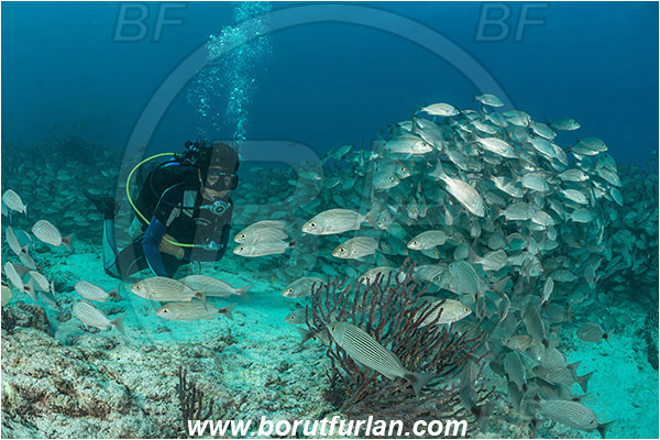 Baja California, Diver, Fish, Fish school, Grunt, Haemulidae, Haemulon, Haemulon maculicauda, Isla Espiritu Santo, La Paz, Mexico, Pacific ocean, Reef, Sea of Cortez, Spottail grunt