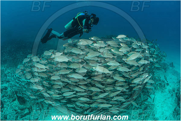 Baja California, Diver, Fish, Fish school, Grunt, Haemulidae, Haemulon, Haemulon maculicauda, Isla Espiritu Santo, La Paz, Mexico, Pacific ocean, Sea of Cortez, Spottail grunt