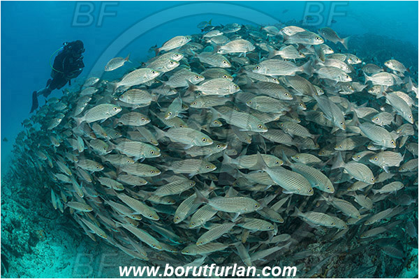 Baja California, Diver, Fish, Fish school, Grunt, Haemulidae, Haemulon, Haemulon maculicauda, Isla Espiritu Santo, La Paz, Mexico, Pacific ocean, Sea of Cortez, Spottail grunt