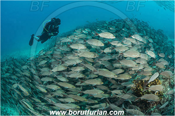 Baja California, Diver, Fish, Fish school, Grunt, Haemulidae, Haemulon, Haemulon maculicauda, Isla Espiritu Santo, La Paz, Mexico, Pacific ocean, Sea of Cortez, Spottail grunt