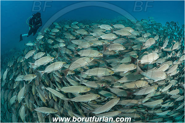 Baja California, Diver, Fish, Fish school, Grunt, Haemulidae, Haemulon, Haemulon maculicauda, Isla Espiritu Santo, La Paz, Mexico, Pacific ocean, Sea of Cortez, Spottail grunt