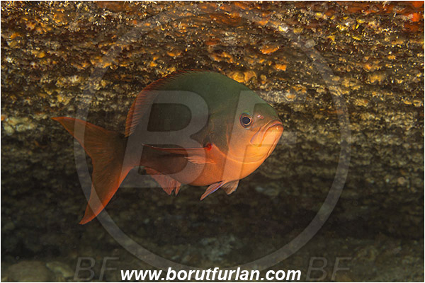 Anthias, Baja California, Fairy basslet, Fish, Isla Espiritu Santo, La Paz, Mexico, Pacific creolefish, Pacific ocean, Paranthias, Paranthias colonus, Sea of Cortez, Serranidae