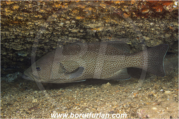 Baja California, Fish, Grouper, Isla Espiritu Santo, La Paz, Leopard goruper, Mexico, Mycteroperca, Mycteroperca rosacea, Pacific ocean, Sea of Cortez, Serranidae
