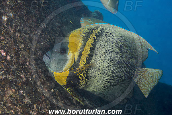 Angelfish, Baja California, Cortez angelfish, Fish, Isla Espiritu Santo, La Paz, Mexico, Pacific ocean, Pomacanthidae, Pomacanthus, Pomacanthus zonipectus, Sea of Cortez