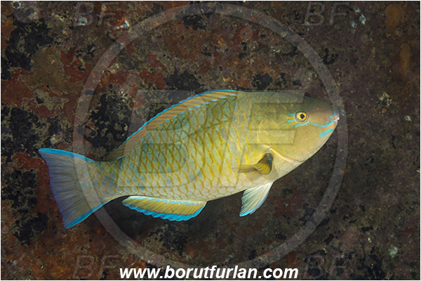 Baja California, Blue-barred parrotfish, Bluechin parrotfish, Fish, Isla Espiritu Santo, La Paz, Mexico, Pacific ocean, Parrotfish, Scaridae, Scarus, Scarus ghobban, Sea of Cortez